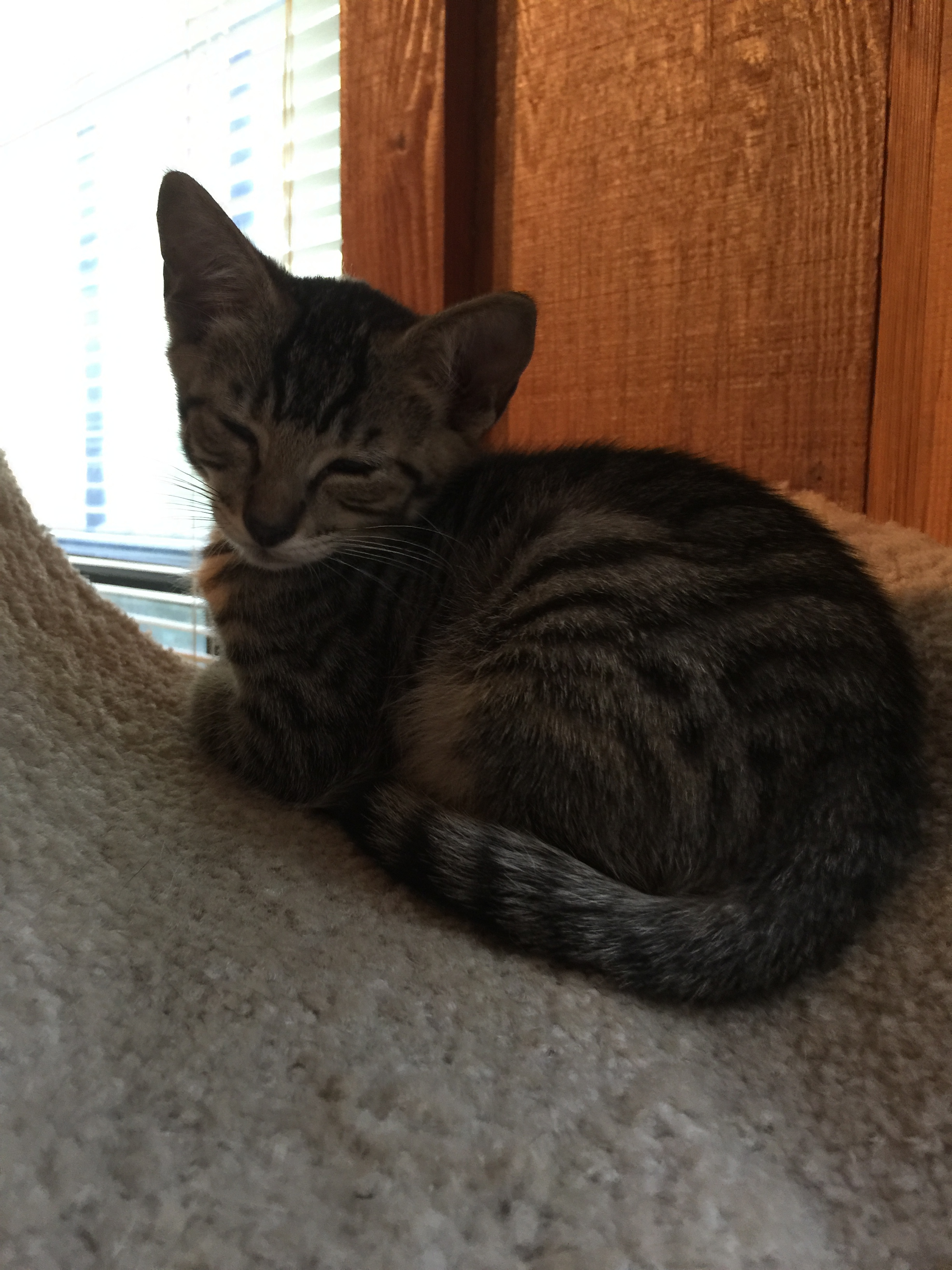 Reagan, a Adoptable mixed breed image 3/7