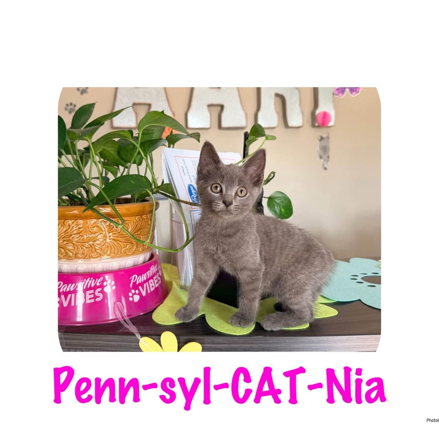 Penn-syl-CAT-Nia photo