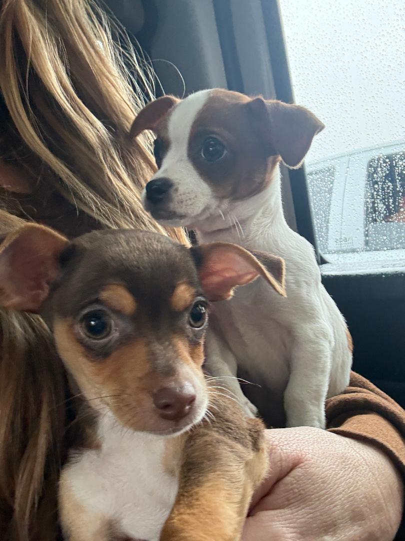 Enlarge Boston, a ADOPTABLE Chihuahua in Los Angeles, CA image 4/4