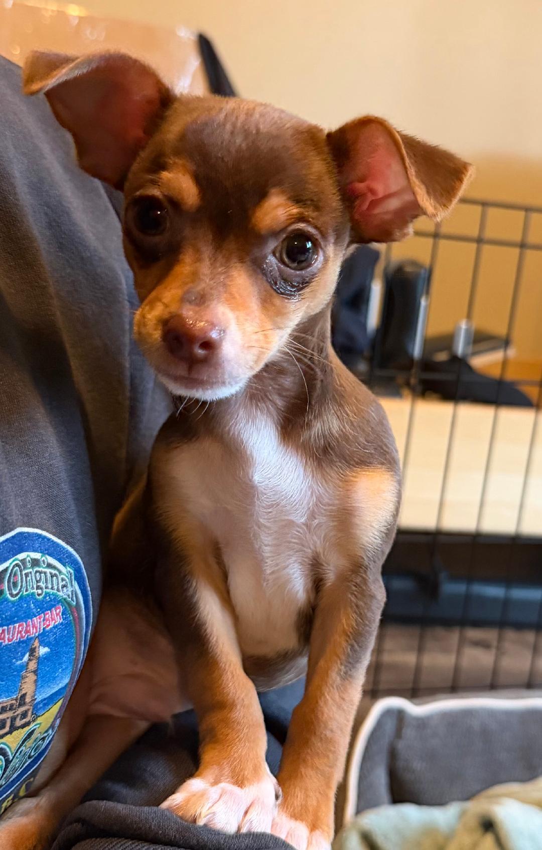Boston, ADOPTABLE, Puppy Male Chihuahua.