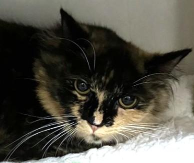 NYLA, Adoptable, Young Female Domestic Long Hair.