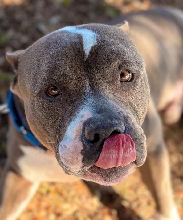 Dingo (Cell Dog), Adoptable, Adult Male Pit Bull Terrier & Mixed Breed.
