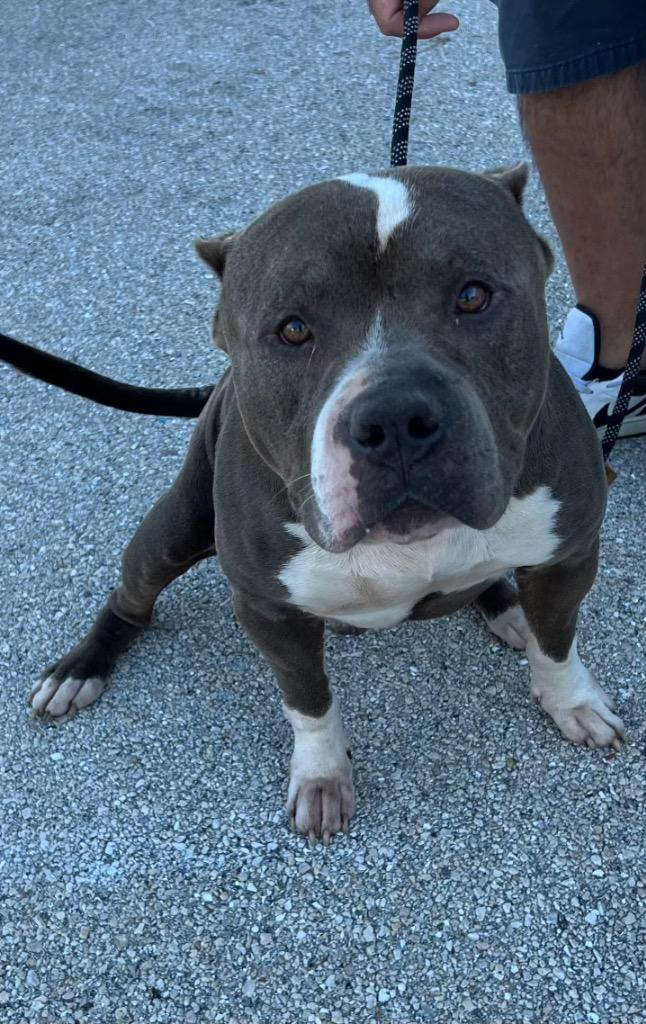 Dingo (Cell Dog), Adoptable, Adult Male Pit Bull Terrier & Mixed Breed.