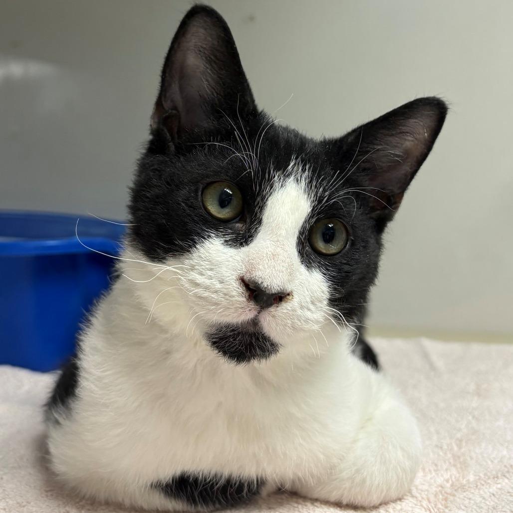 Enlarge Minas, a Adoptable Domestic Short Hair in East Hanover, NJ image 1/4