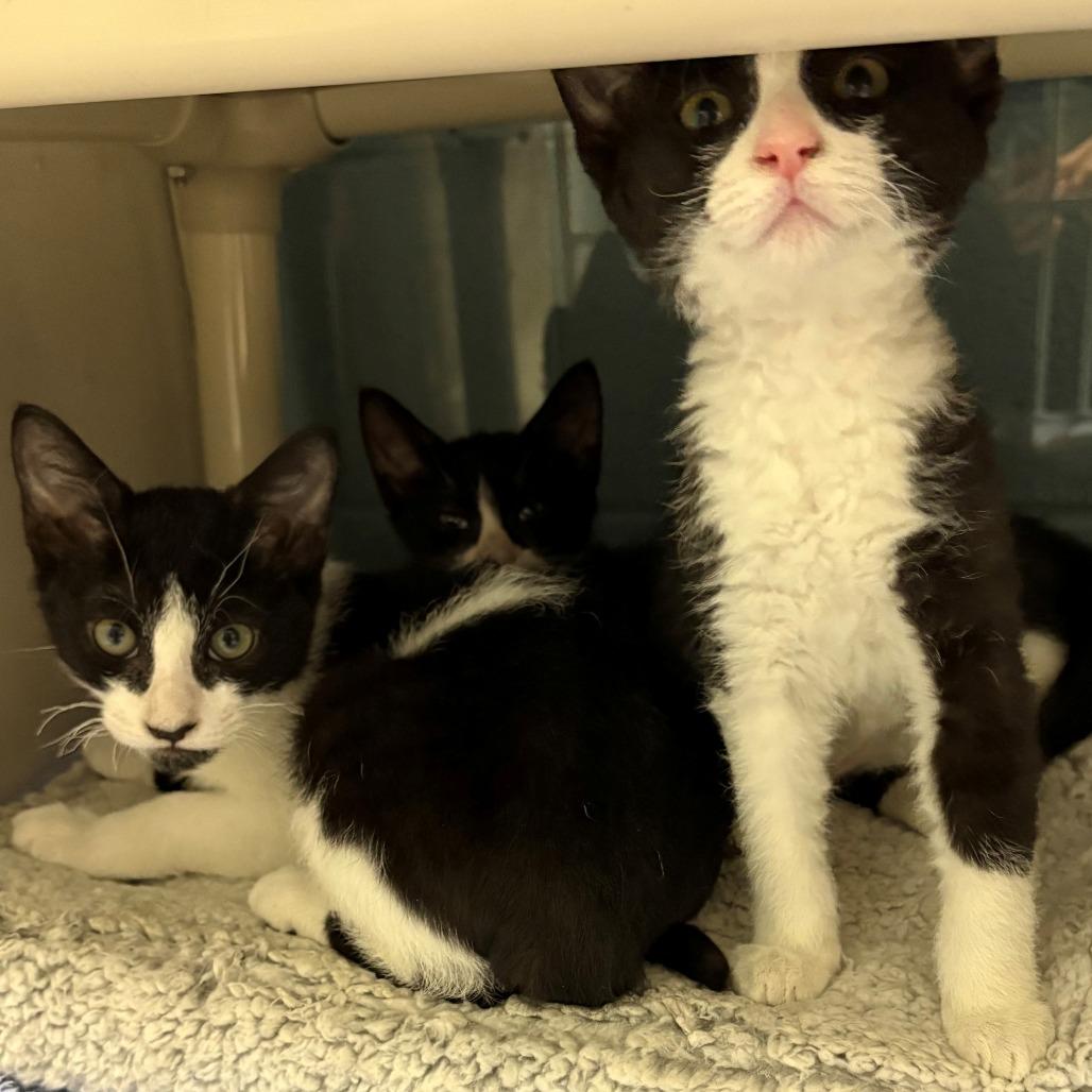 Enlarge Minas, a Adoptable Domestic Short Hair in East Hanover, NJ image 2/4