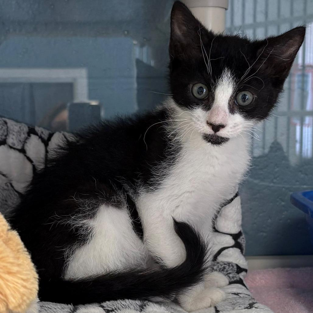 Enlarge Minas, a Adoptable Domestic Short Hair in East Hanover, NJ image 3/4