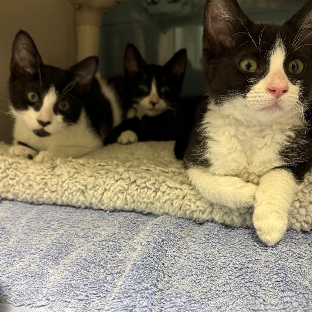 Enlarge Minas, a Adoptable Domestic Short Hair in East Hanover, NJ image 4/4