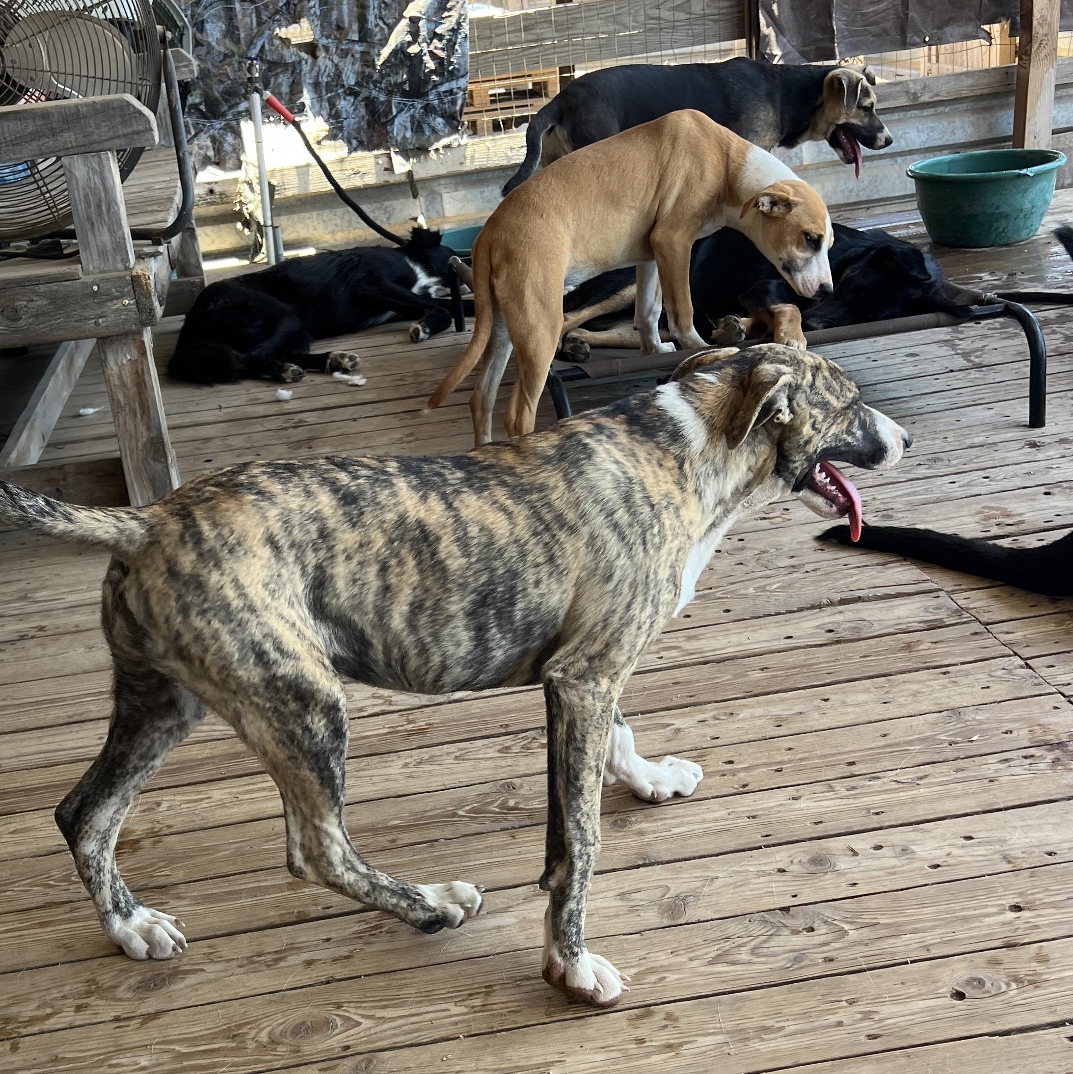 Enlarge Beca, a Adoptable mixed breed in Denver, CO image 6/6