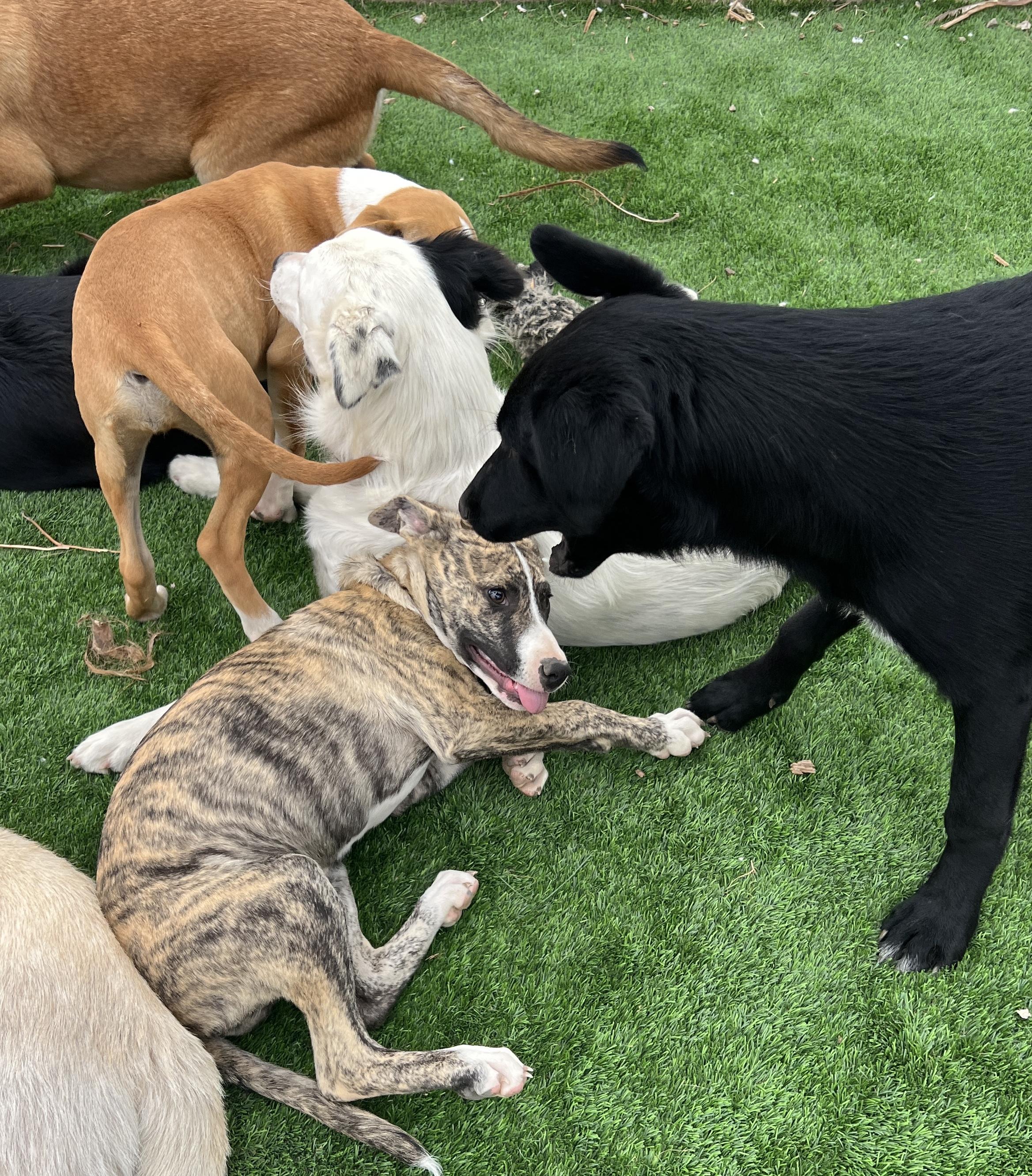 Enlarge Beca, a Adoptable mixed breed in Denver, CO image 4/6