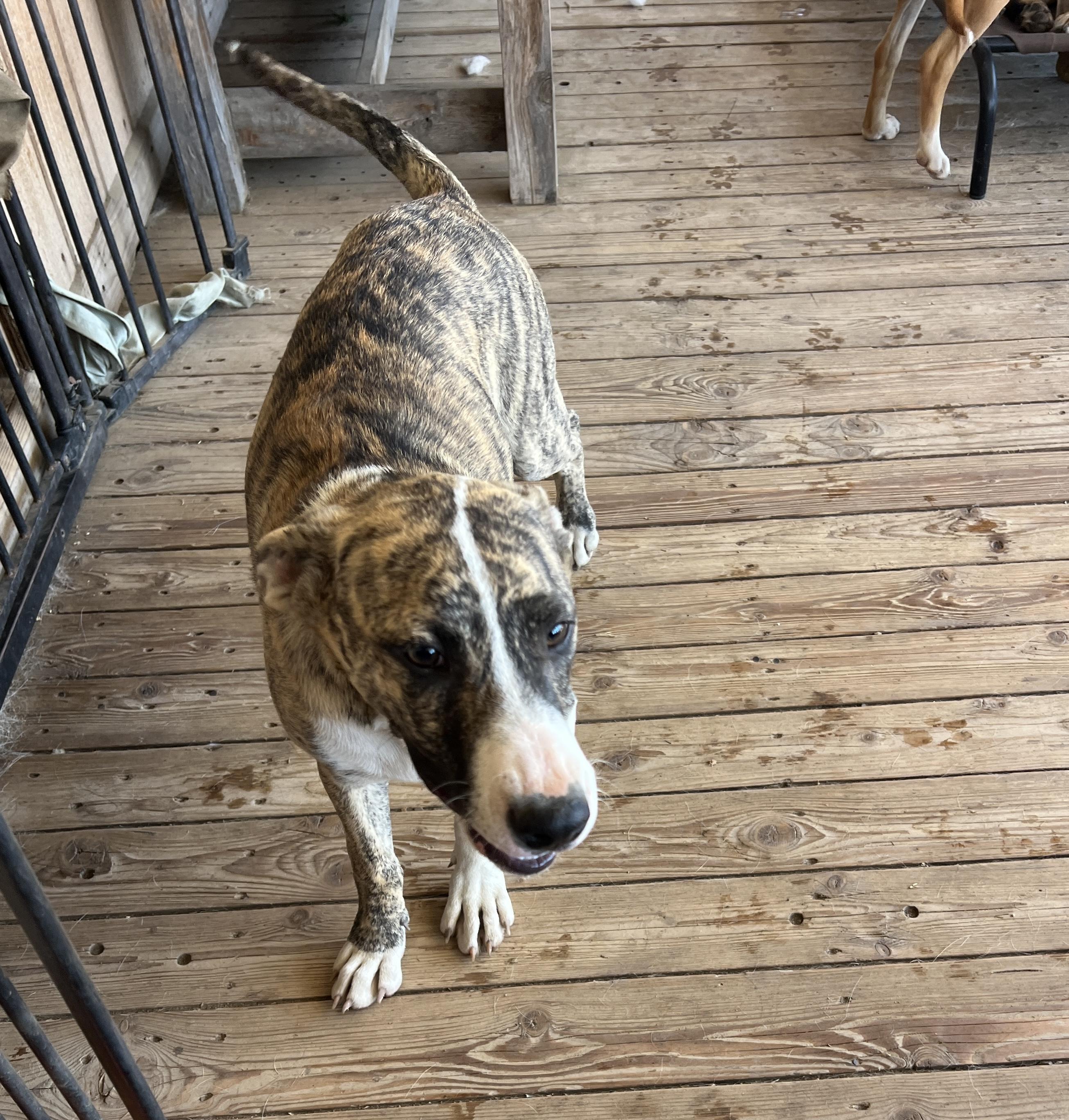Enlarge Beca, a Adoptable mixed breed in Denver, CO image 3/6