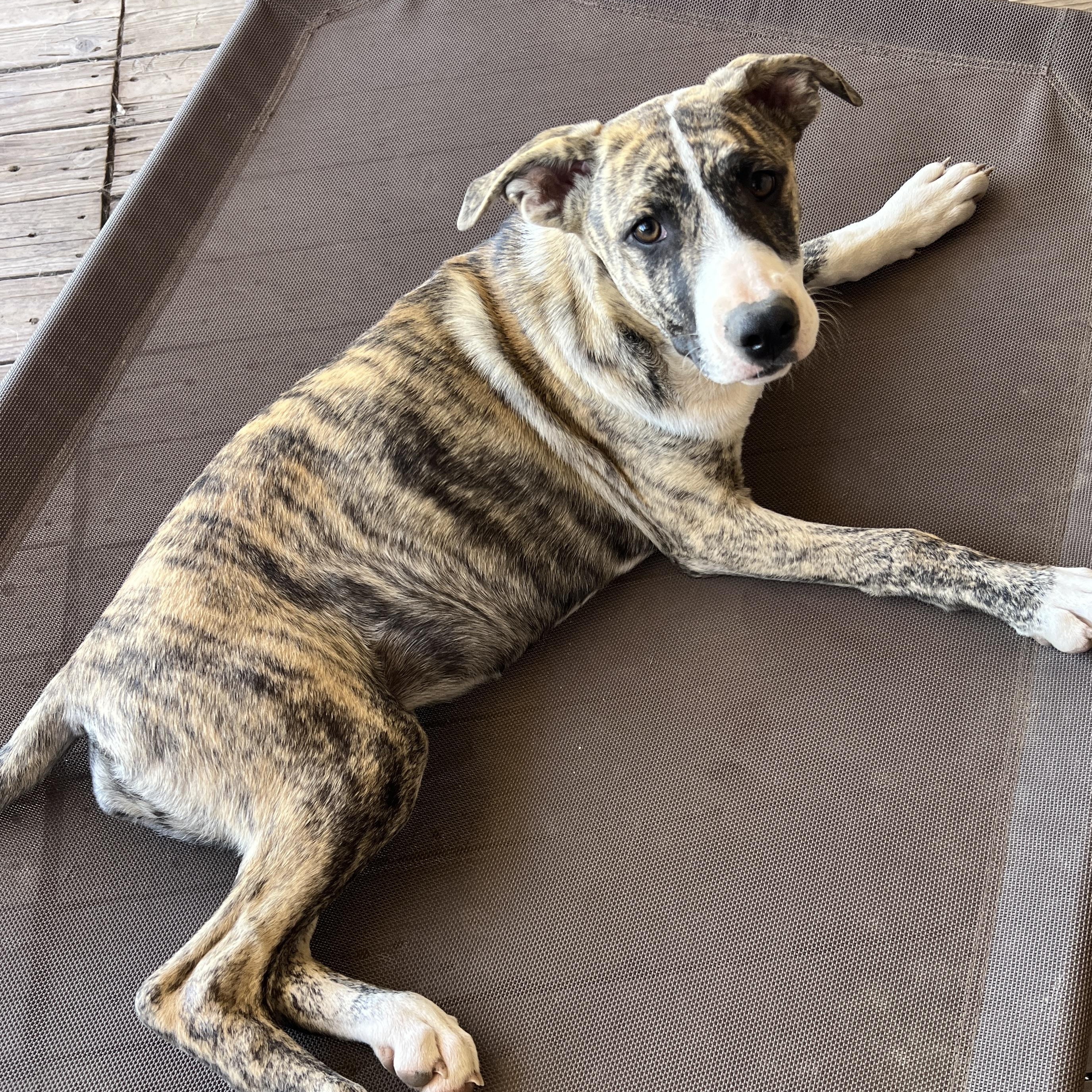 Enlarge Beca, a Adoptable mixed breed in Denver, CO image 1/6