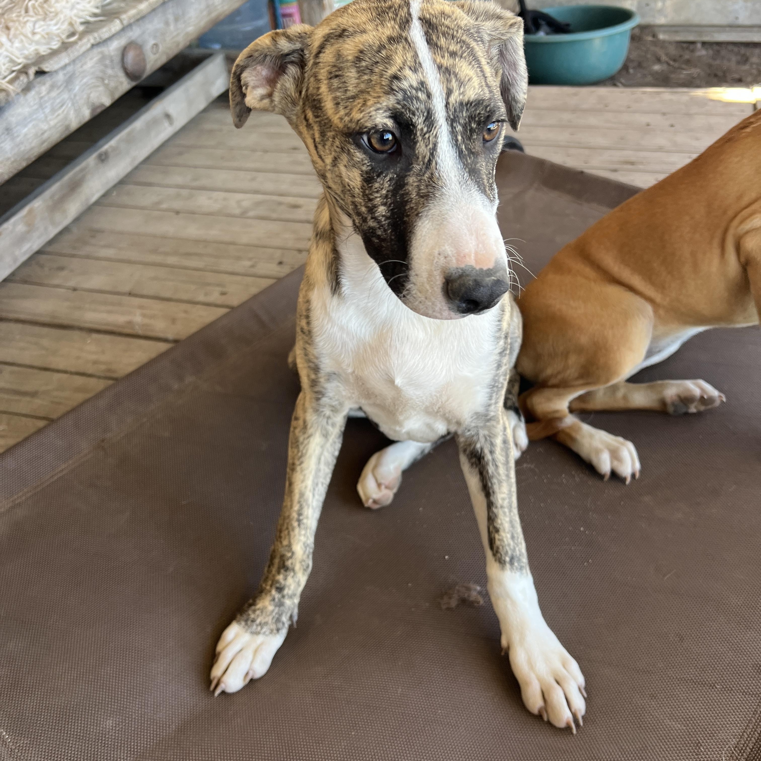 Enlarge Beca, a Adoptable mixed breed in Denver, CO image 2/6