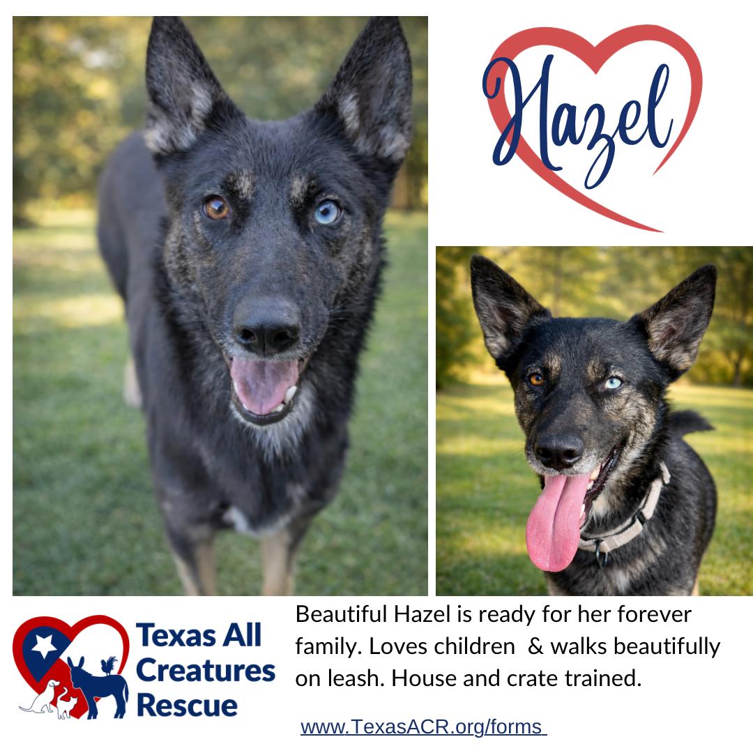 Hazel, Adoptable, Adult Female German Shepherd Dog.