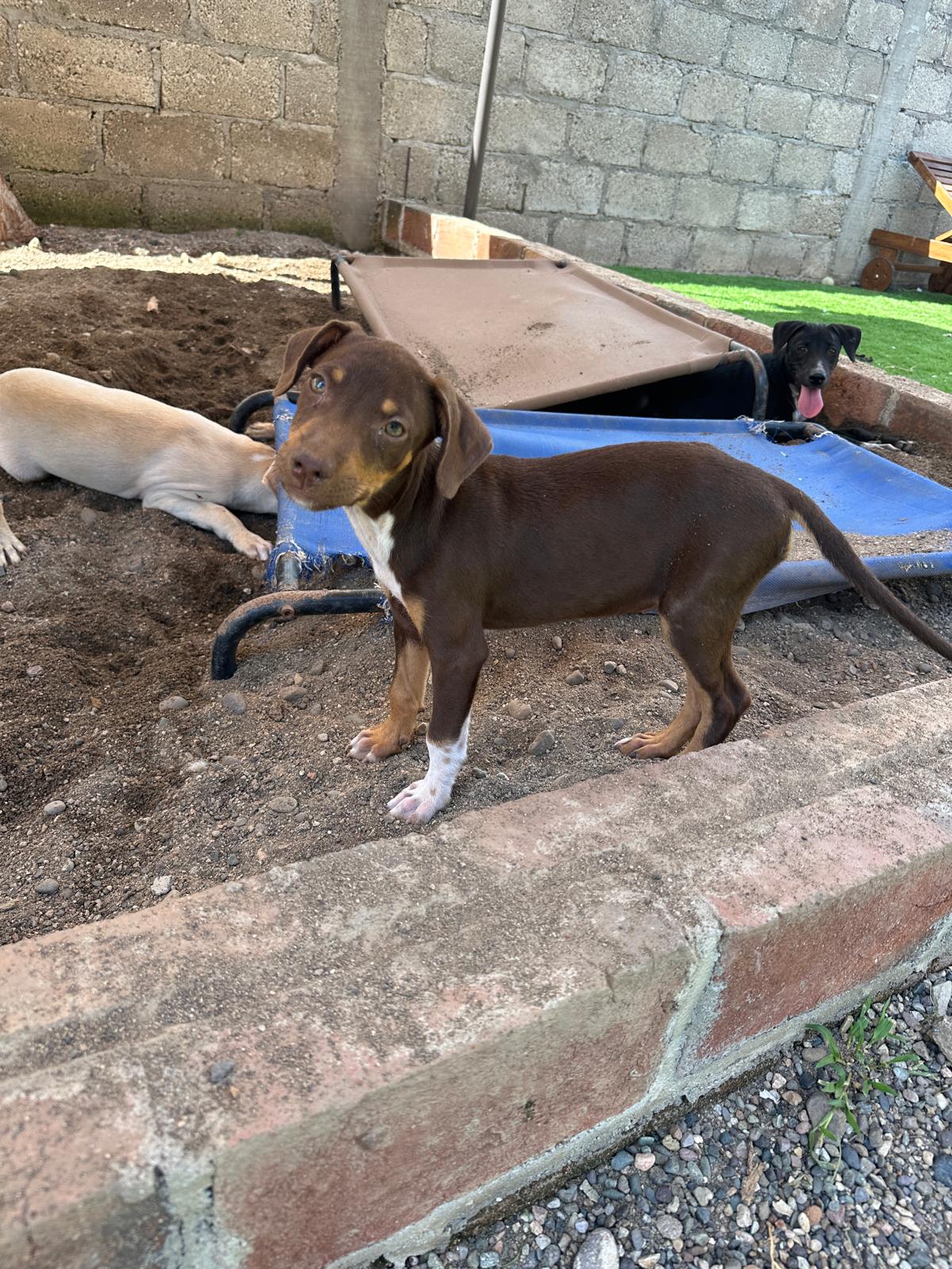 Dog for adoption Nova, a Mixed Breed in Kelowna, BC Petfinder