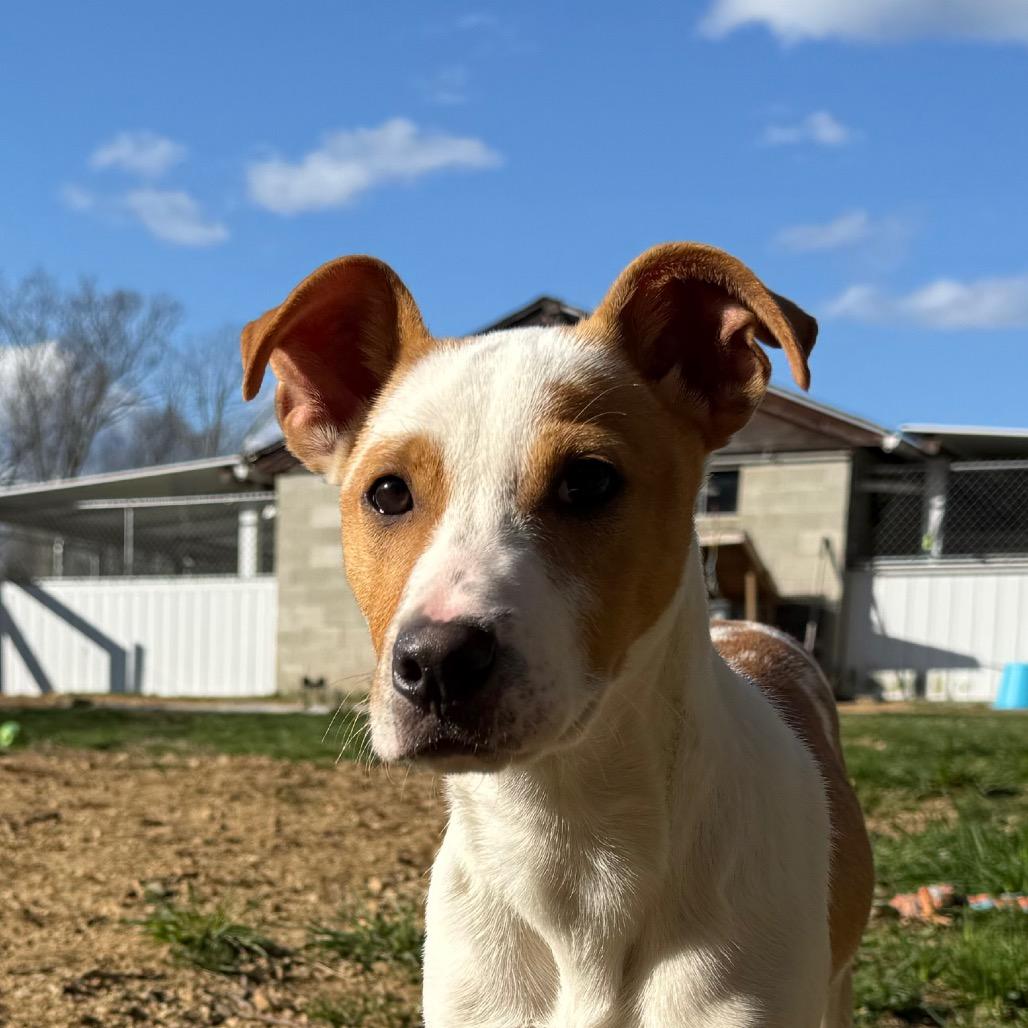 Enlarge CT Snapdragon, a Adoptable mixed breed in Stormville, NY image 1/6