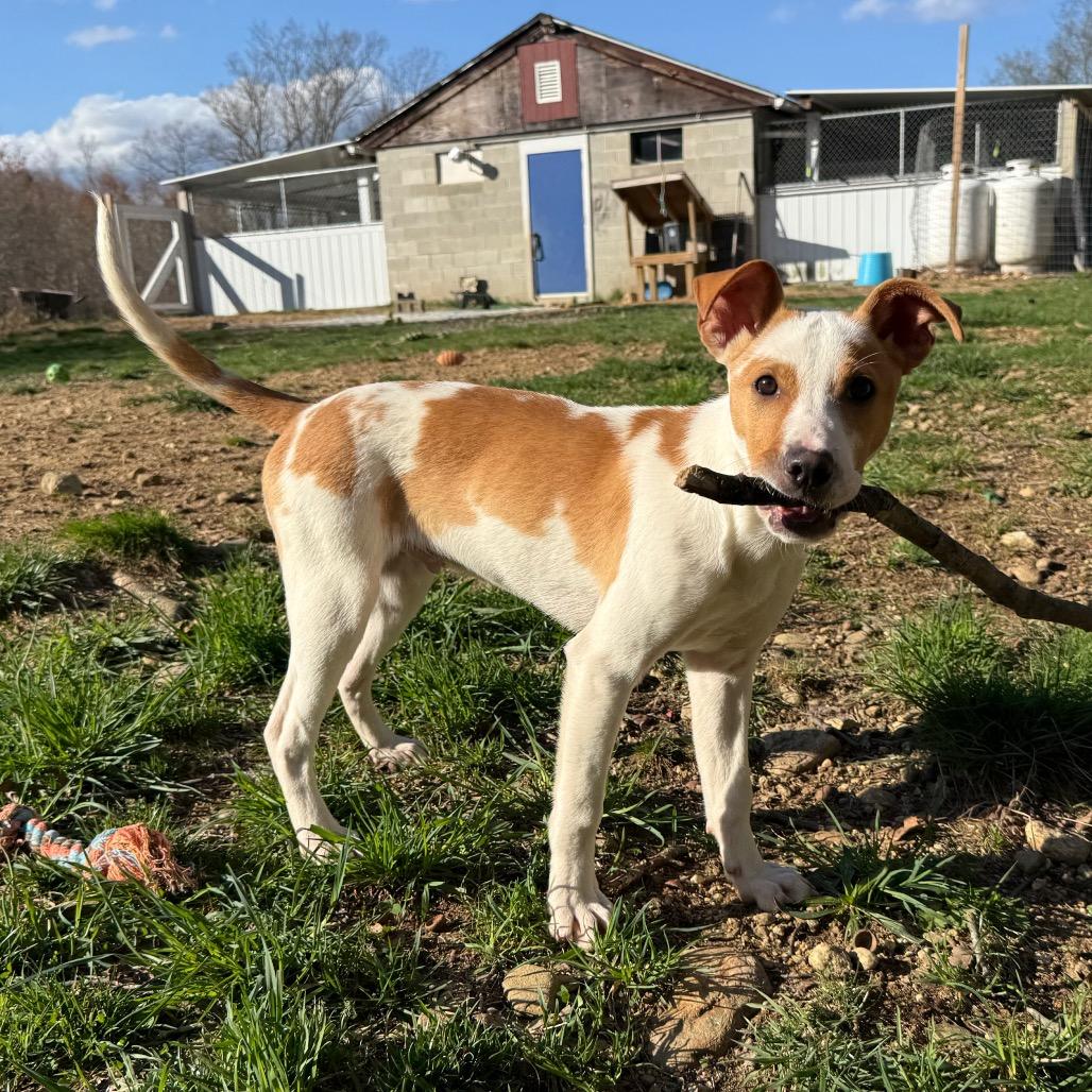 Enlarge CT Snapdragon, a Adoptable mixed breed in Stormville, NY image 2/6