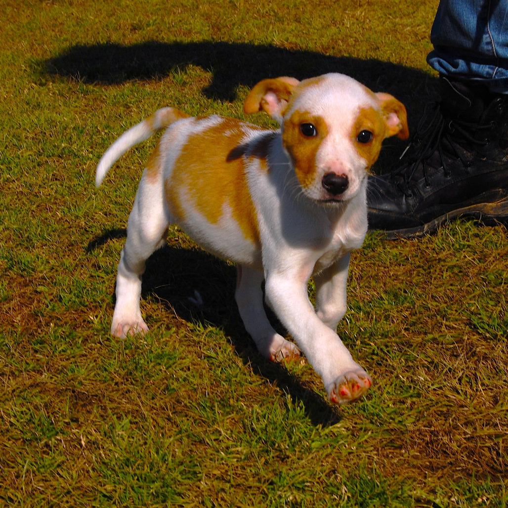 Enlarge CT Snapdragon, a Adoptable mixed breed in Stormville, NY image 2/4
