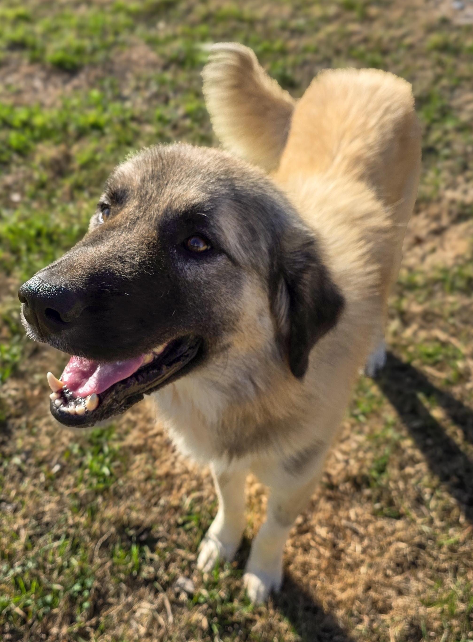 Enlarge Ray, a Adoptable Anatolian Shepherd in Breckenridge, CO image 5/6