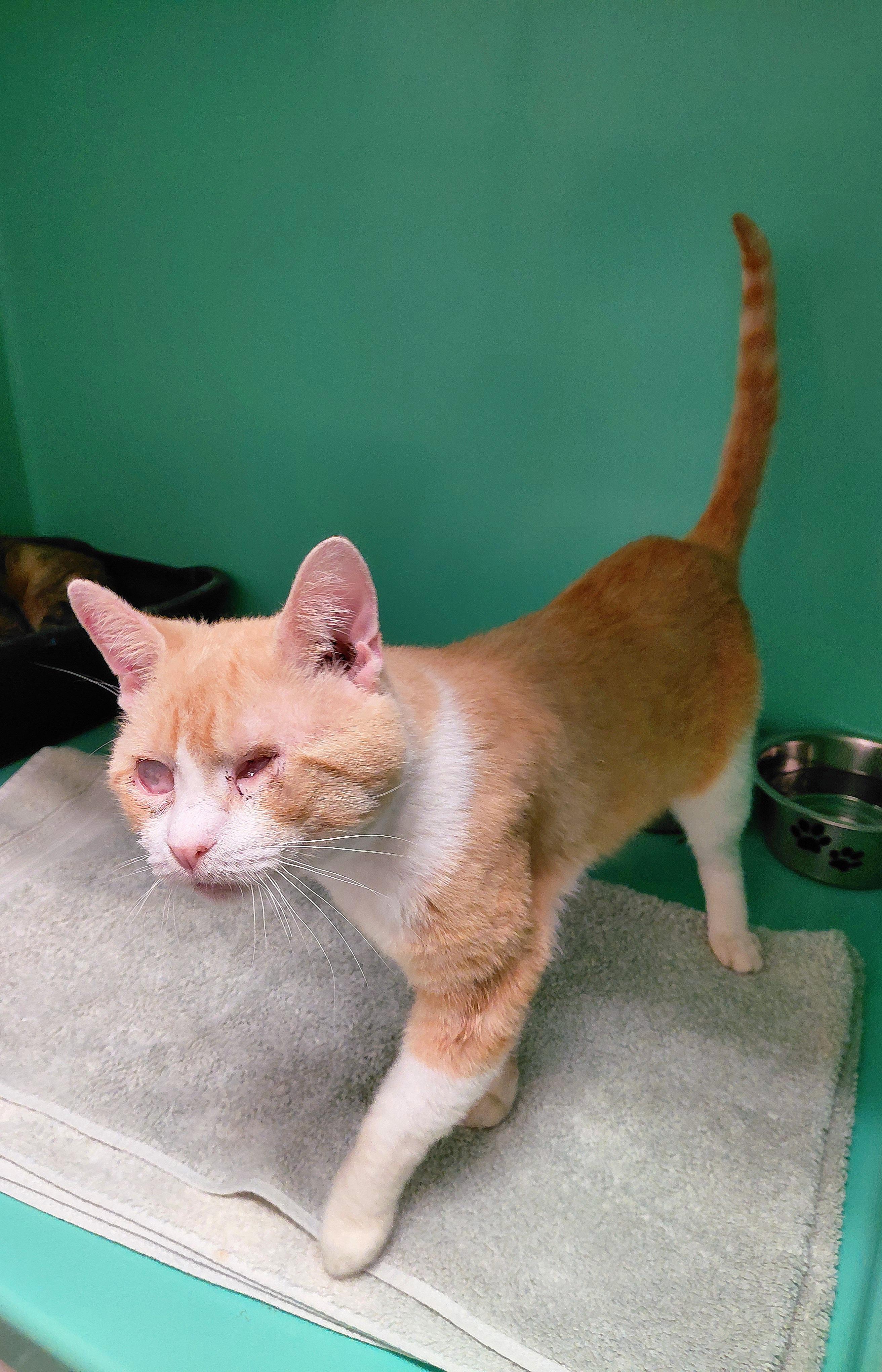 Enlarge Confucius, a Adoptable Domestic Short Hair in Stanley, VA image 2/2