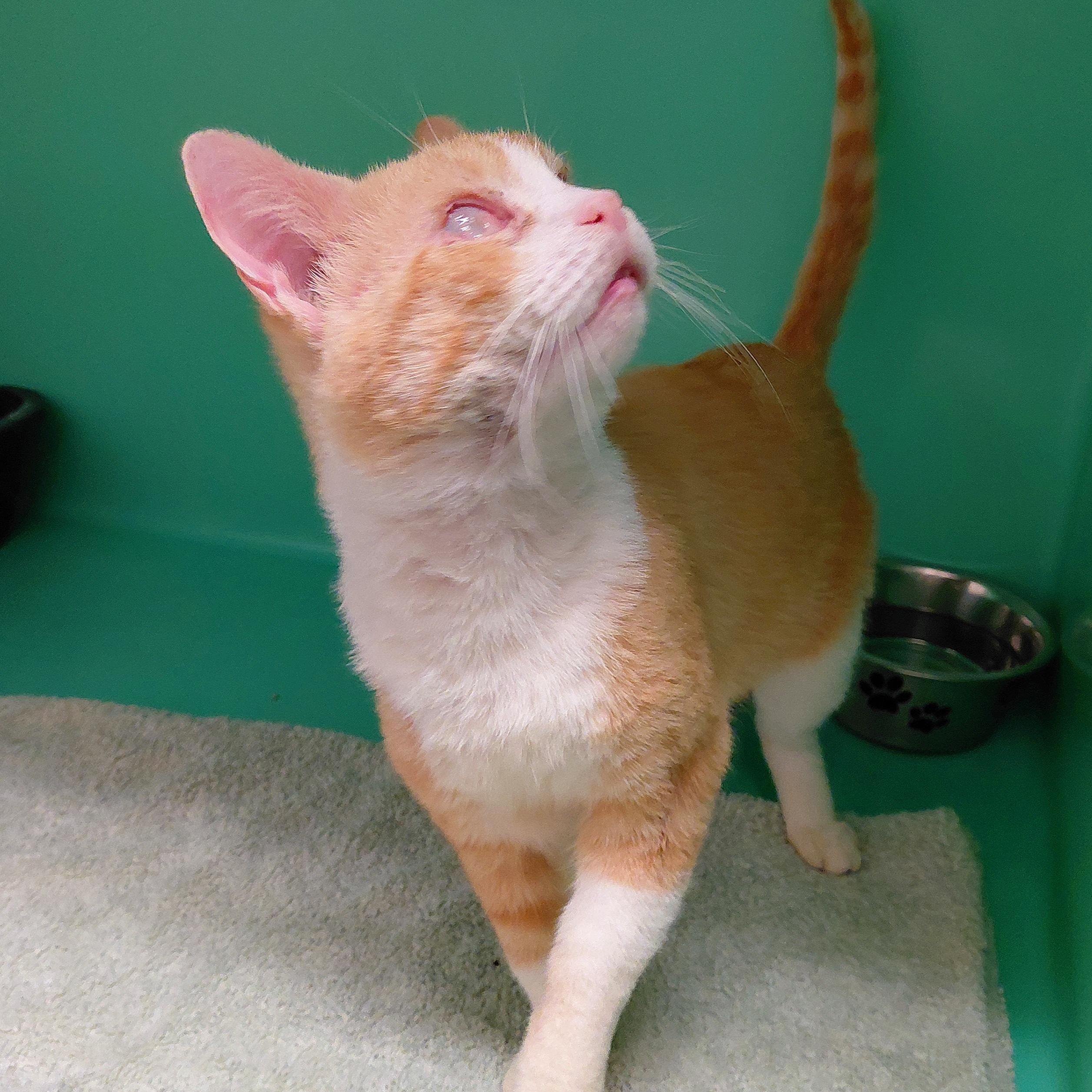 Confucius, Adoptable, Senior Male Domestic Short Hair.