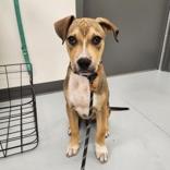 Raylo, Adoptable, Young Male Hound & Mixed Breed.