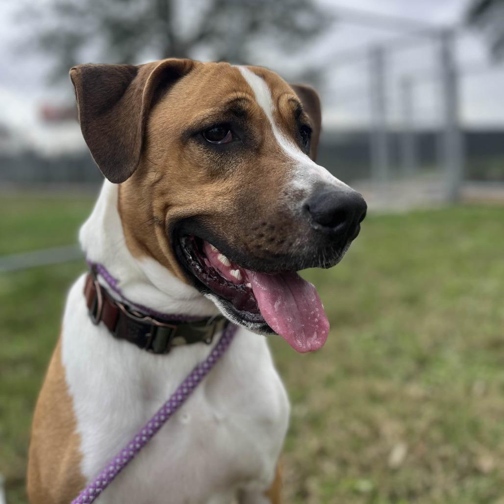 Axel, Adoptable, Young Male Boxer & Mastiff.