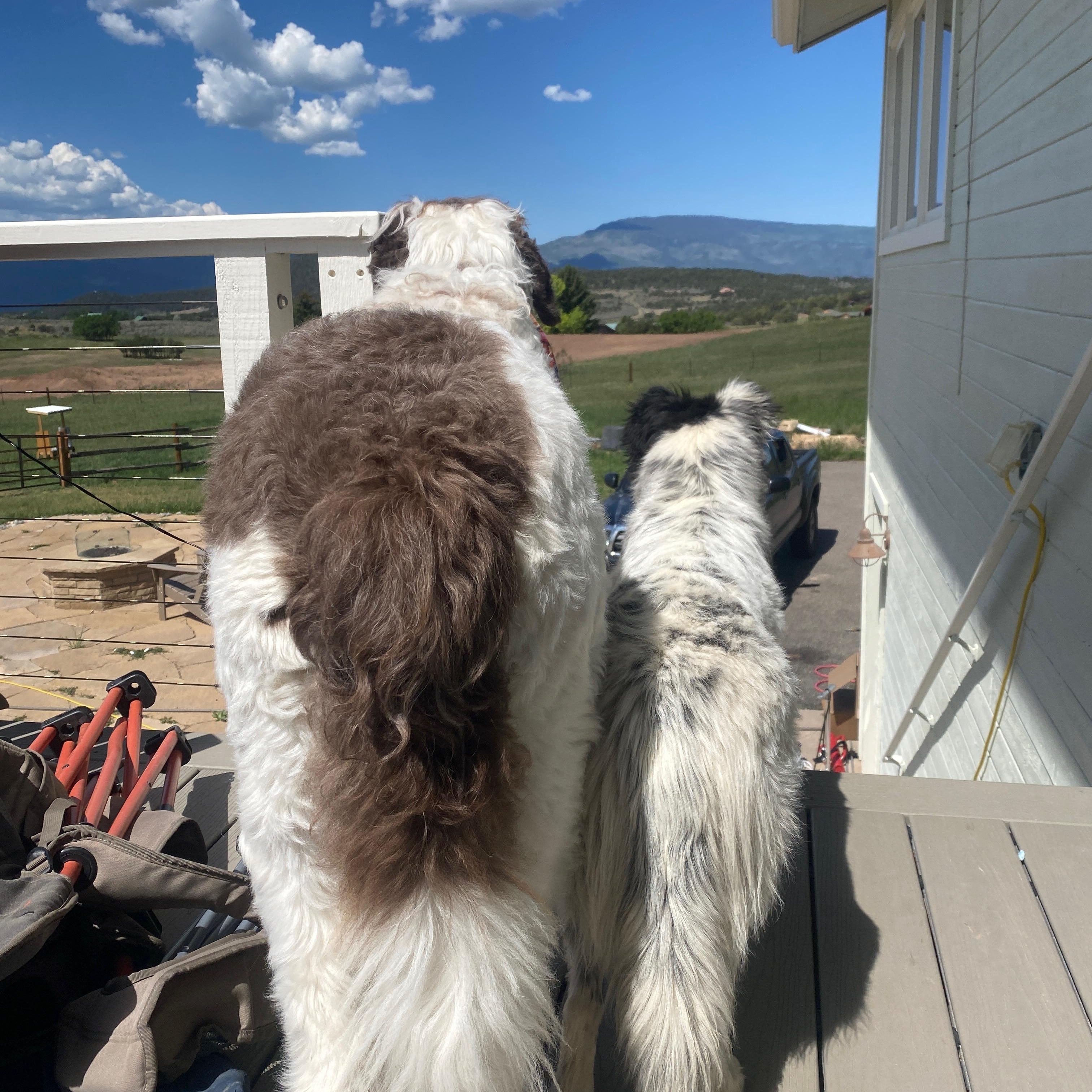 Koda Bon Jovi, an adopted mixed breed in Aspen, CO image 4/4