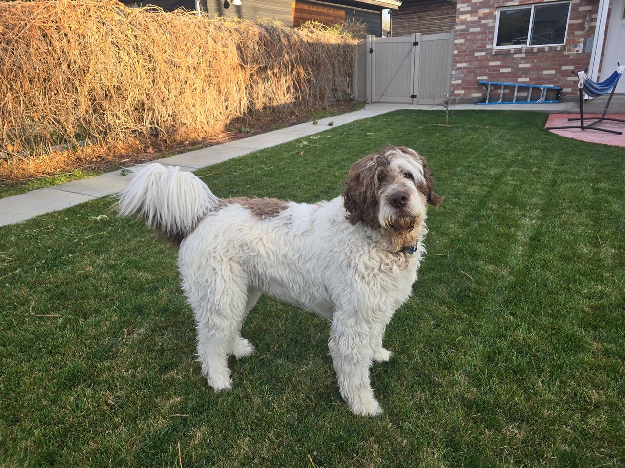 Koda Bon Jovi, an adopted mixed breed in Aspen, CO image 3/4