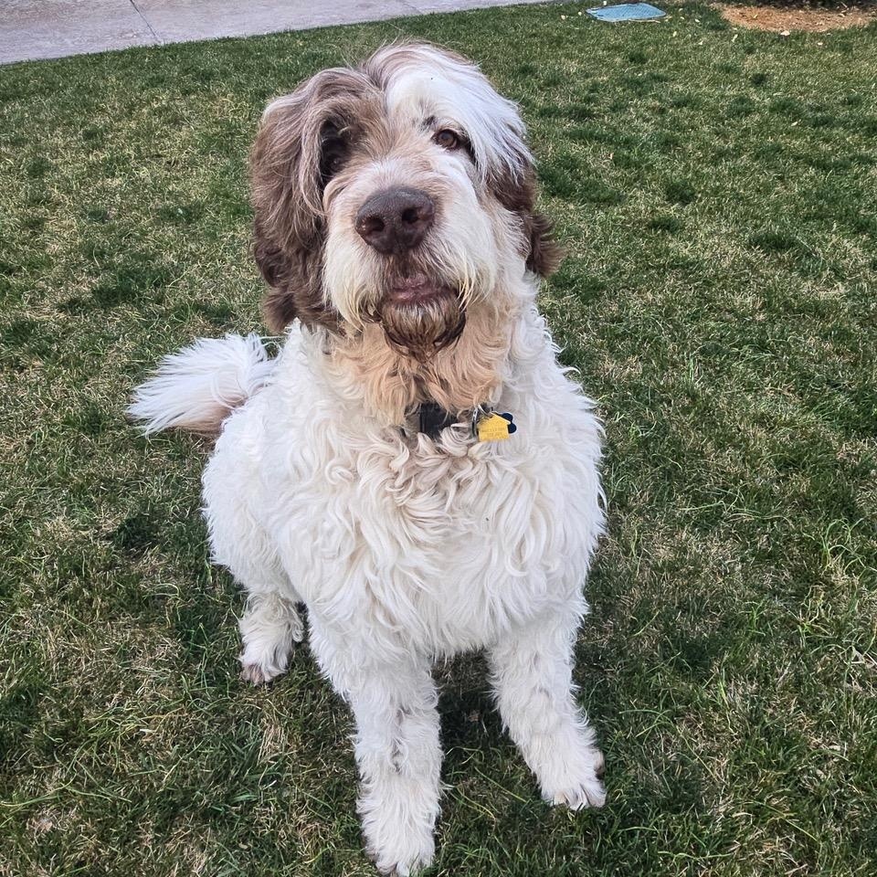 Koda Bon Jovi, an adopted mixed breed in Aspen, CO image 2/4