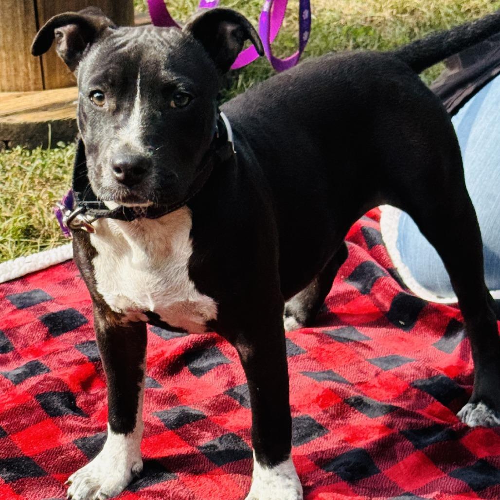 Vance, Adoptable, Puppy Female Mixed Breed.