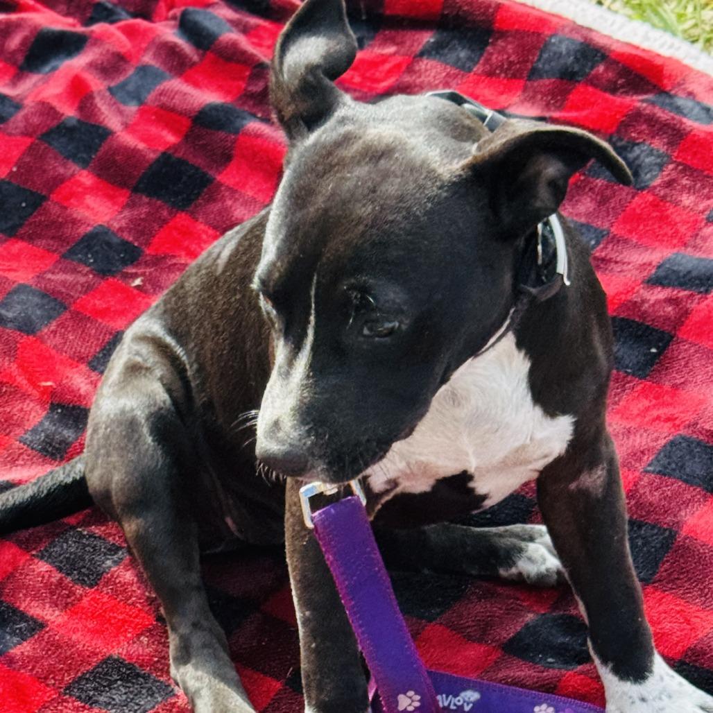 Vance, a Adoptable Mixed Breed in Williston, FL image 2/6