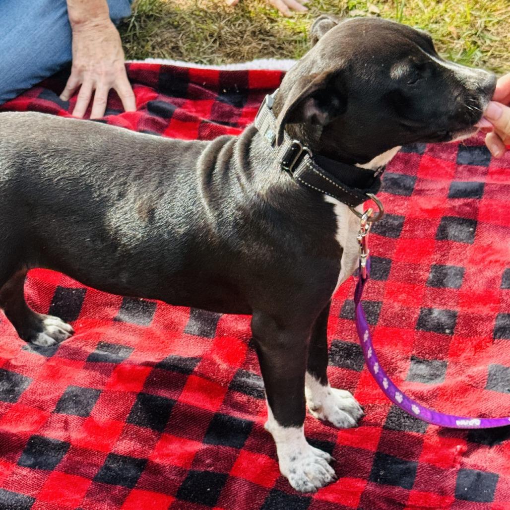 Vance, a Adoptable Mixed Breed in Williston, FL image 3/6