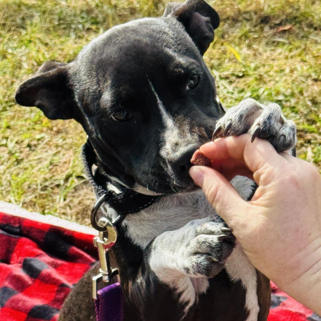 Vance, a Adoptable Mixed Breed in Williston, FL image 4/6