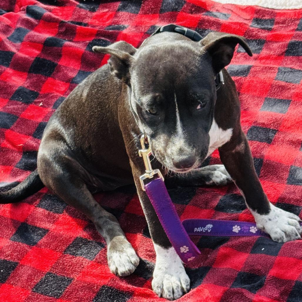 Vance, a Adoptable Mixed Breed in Williston, FL image 5/6