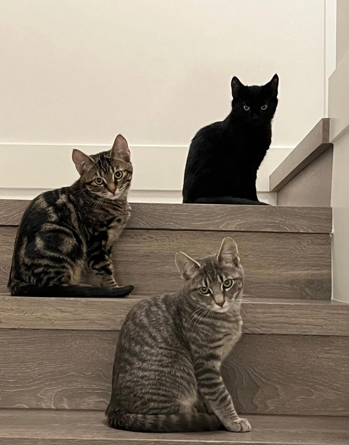 Enlarge Snickers , an adopted Domestic Short Hair in Vancouver, BC image 2/5