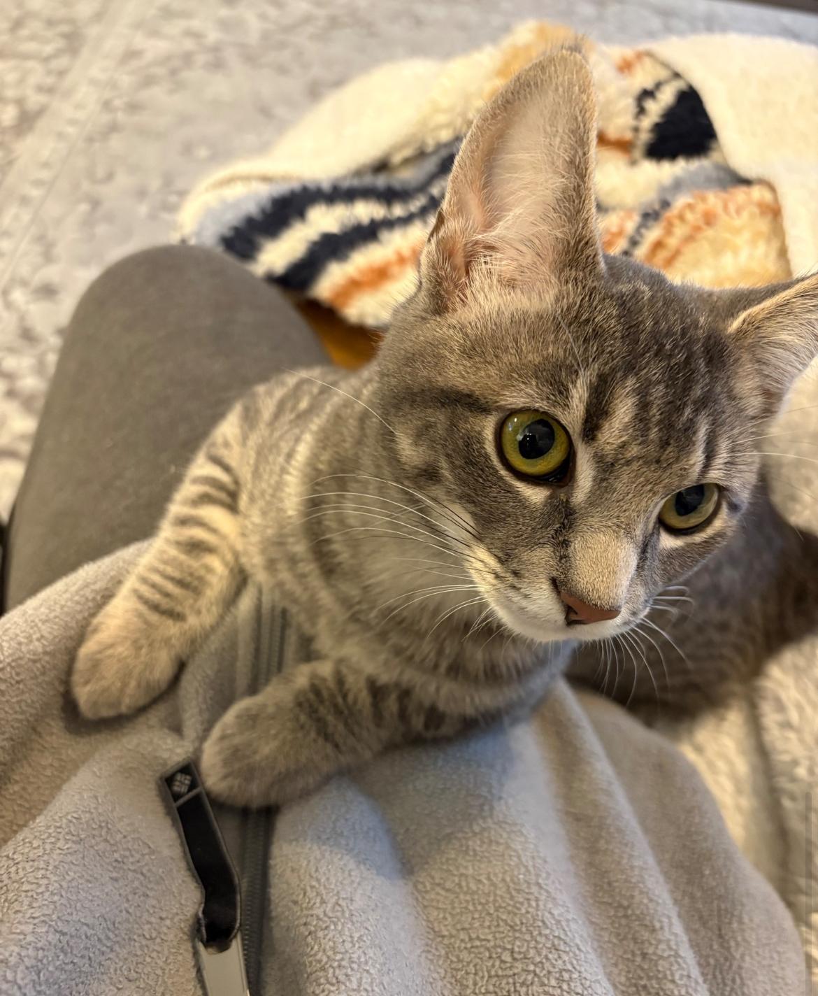 Enlarge Snickers , an adopted Domestic Short Hair in Vancouver, BC image 3/5