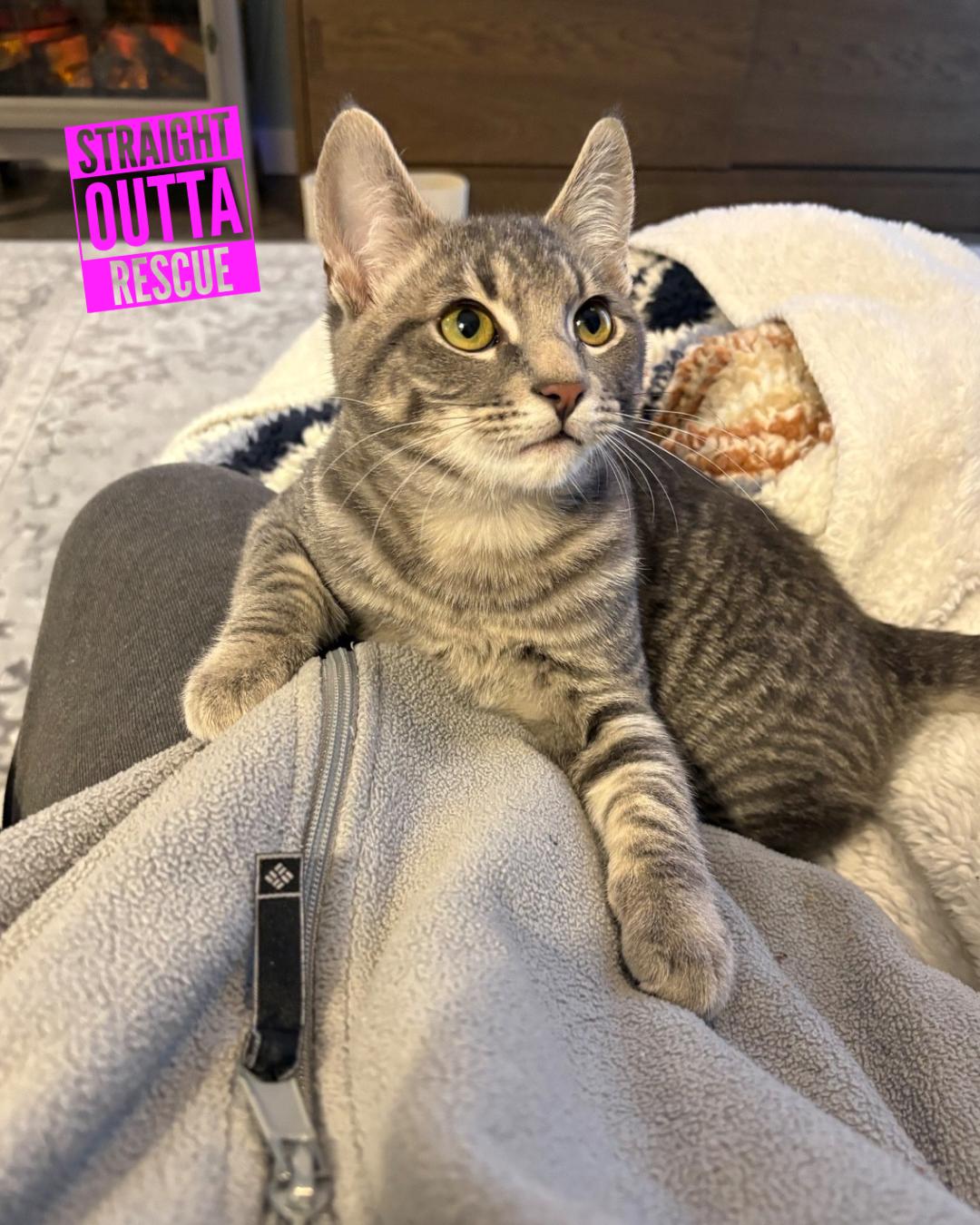 Enlarge Snickers , an adopted Domestic Short Hair in Vancouver, BC image 1/5