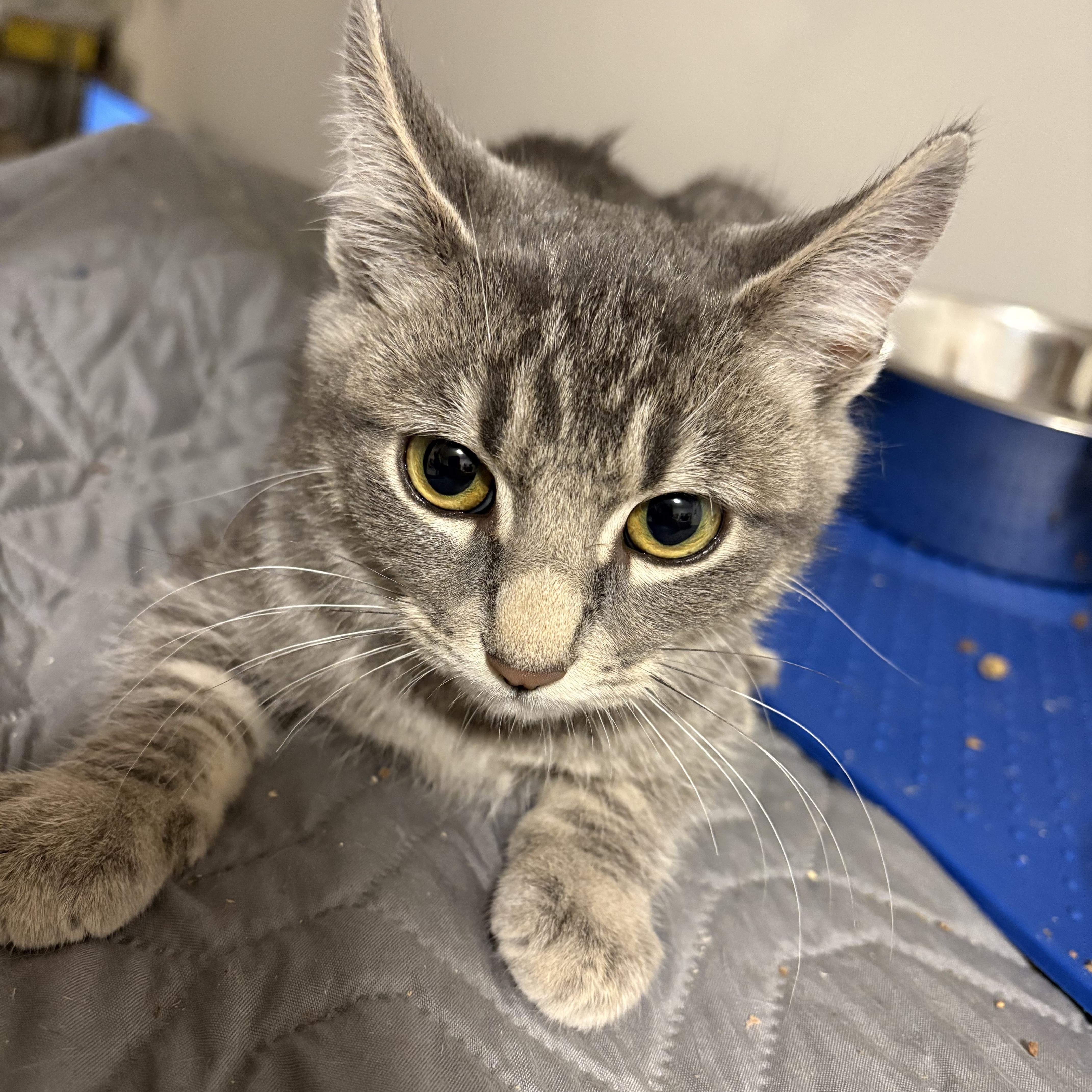 Enlarge Snickers , an adopted Domestic Short Hair in Vancouver, BC image 4/5