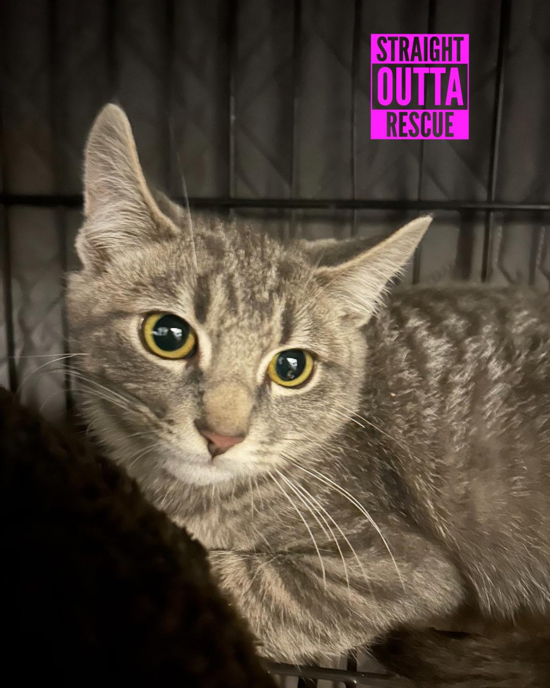 Enlarge Snickers , an adopted Domestic Short Hair in Vancouver, BC image 5/5