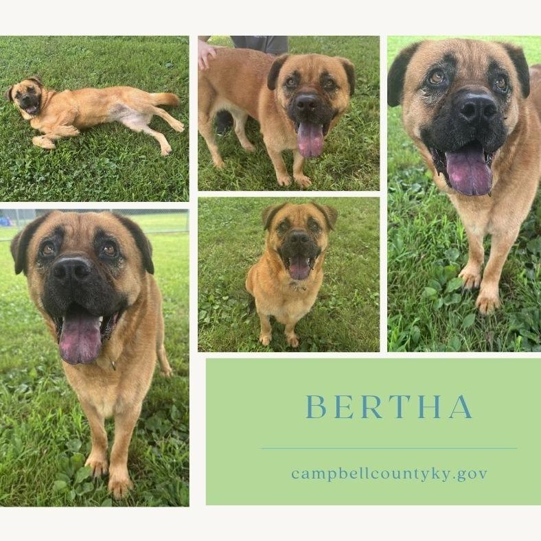 Bertha, Adoptable, Senior Female Chow Chow & Mixed Breed.