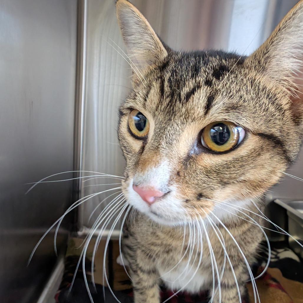 Enlarge Paul, a Adoptable Domestic Short Hair in Blairsville, GA image 1/1