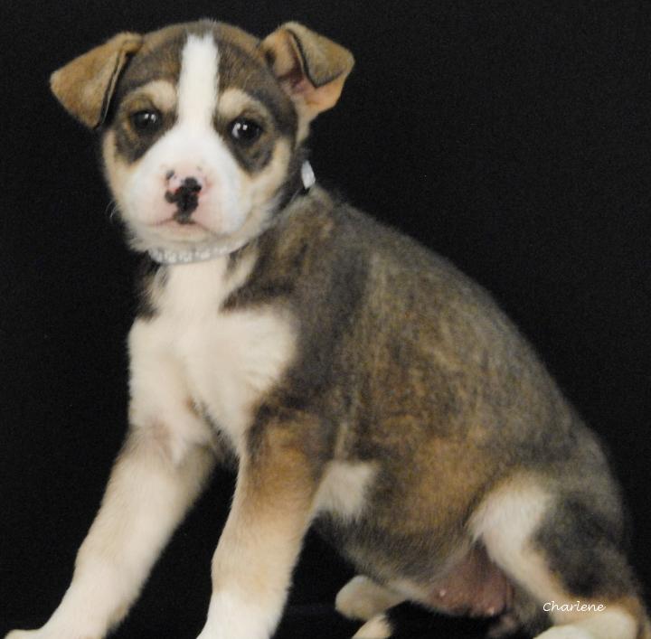 Enlarge Fade, an adopted mixed breed in Newland, NC image 1/1