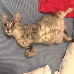 Enlarge Smoke Show, a Adoptable Domestic Short Hair in Austin, TX image 1/1