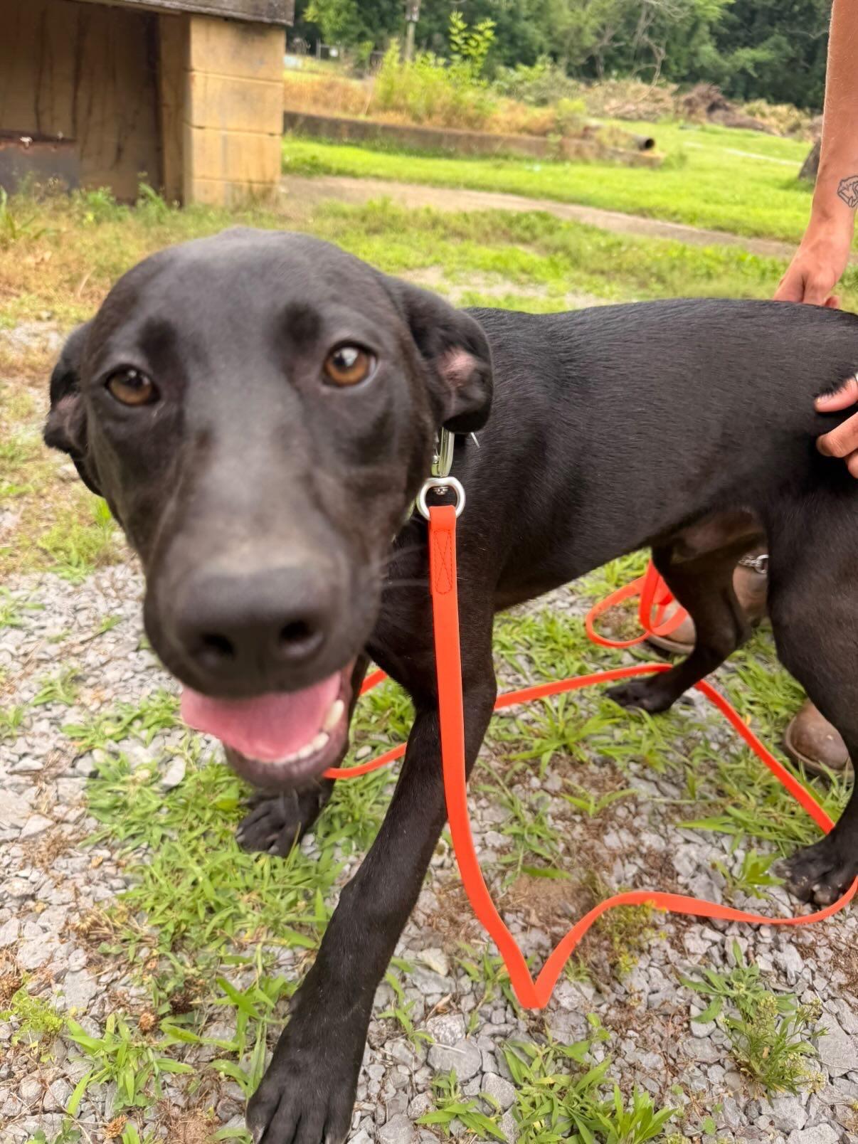 Scout, Adoptable, Puppy Male Labrador Retriever & Black Mouth Cur.