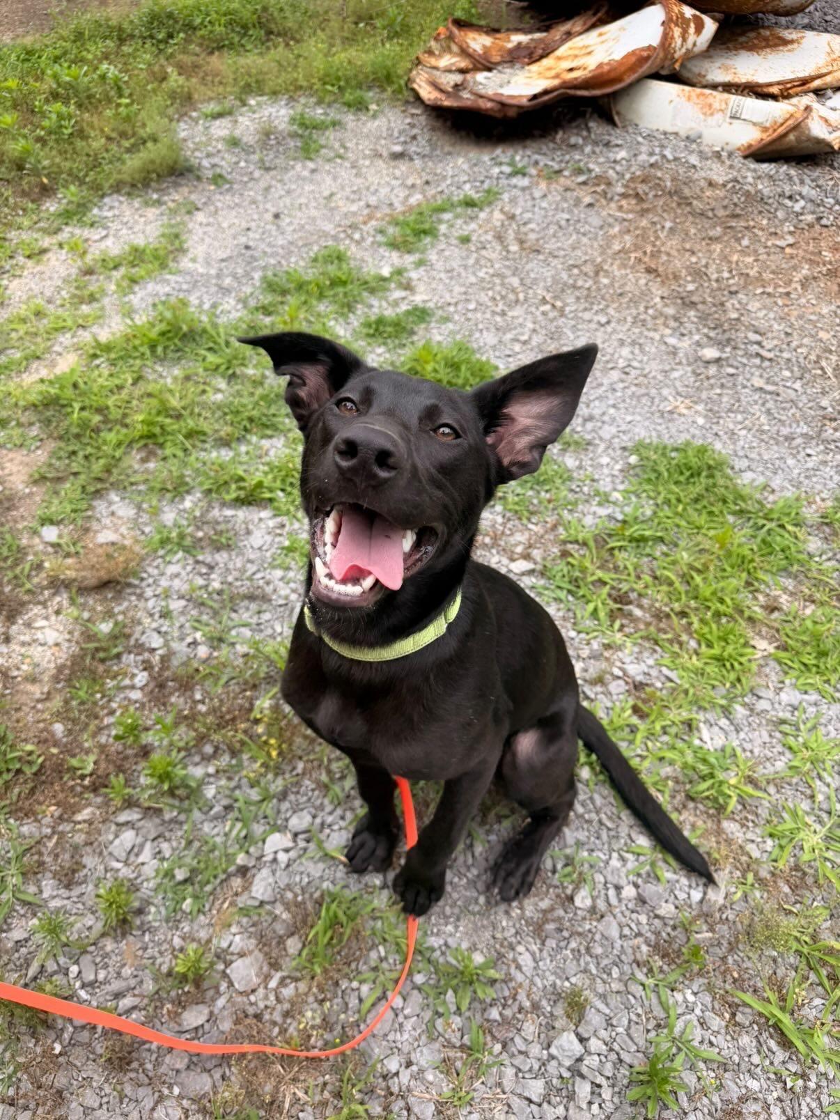 Enlarge Scout, a Adoptable mixed breed in Westport, CT image 2/2
