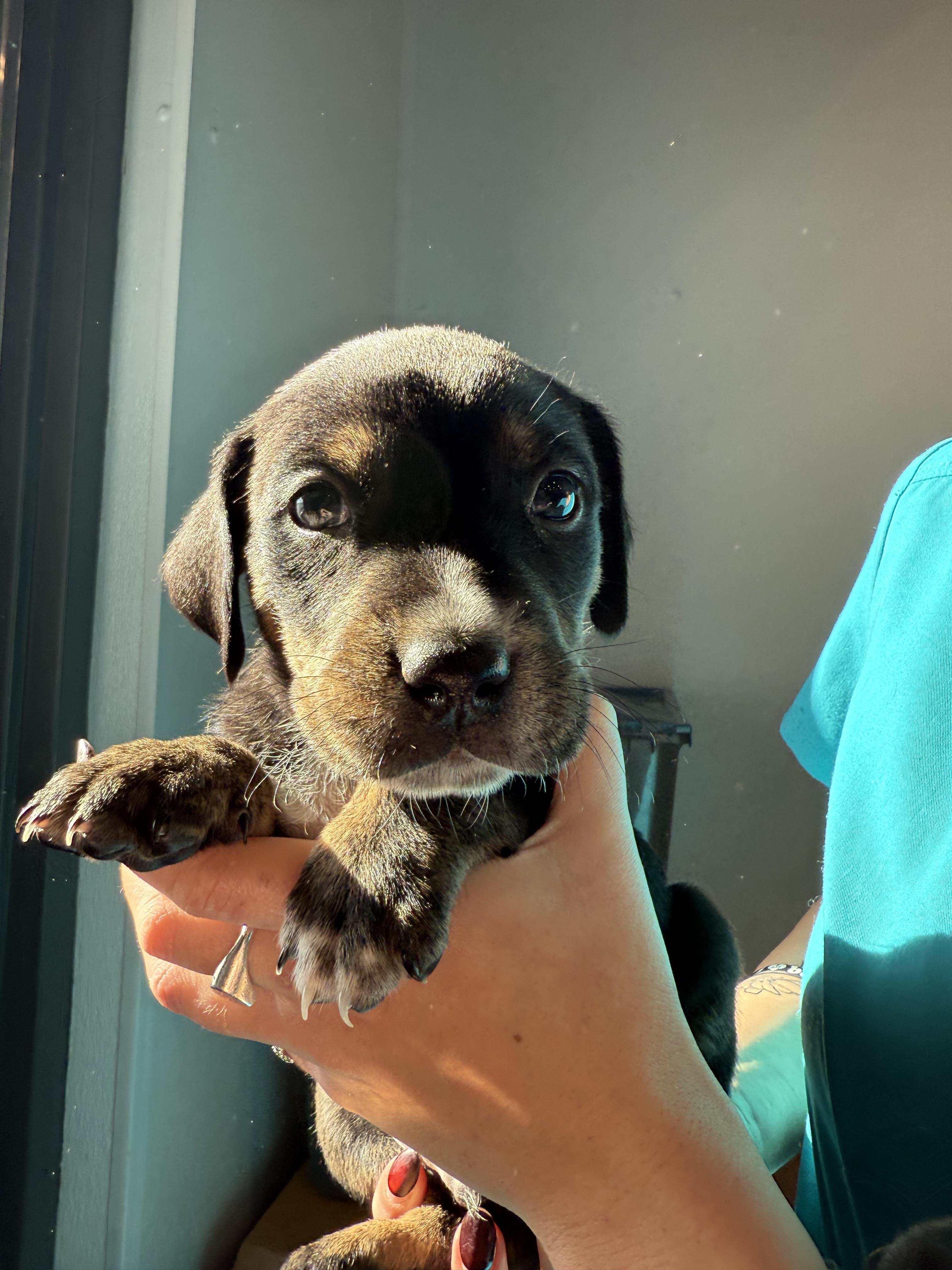 Enlarge Pine - In Foster, an adoptable mixed breed in Kalamazoo, MI image 1/1