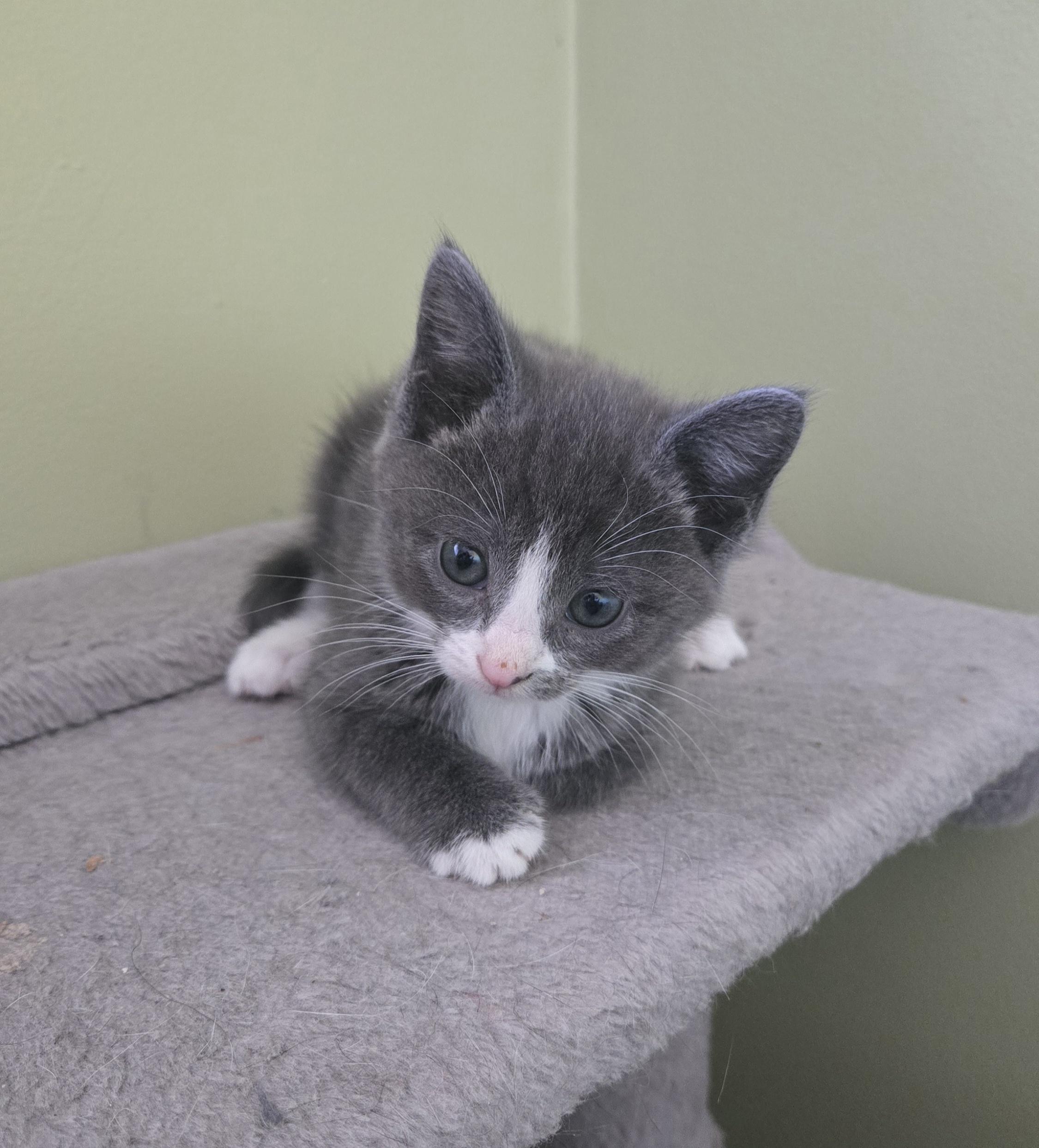 Brittany, Adoptable, Kitten Female Domestic Short Hair.
