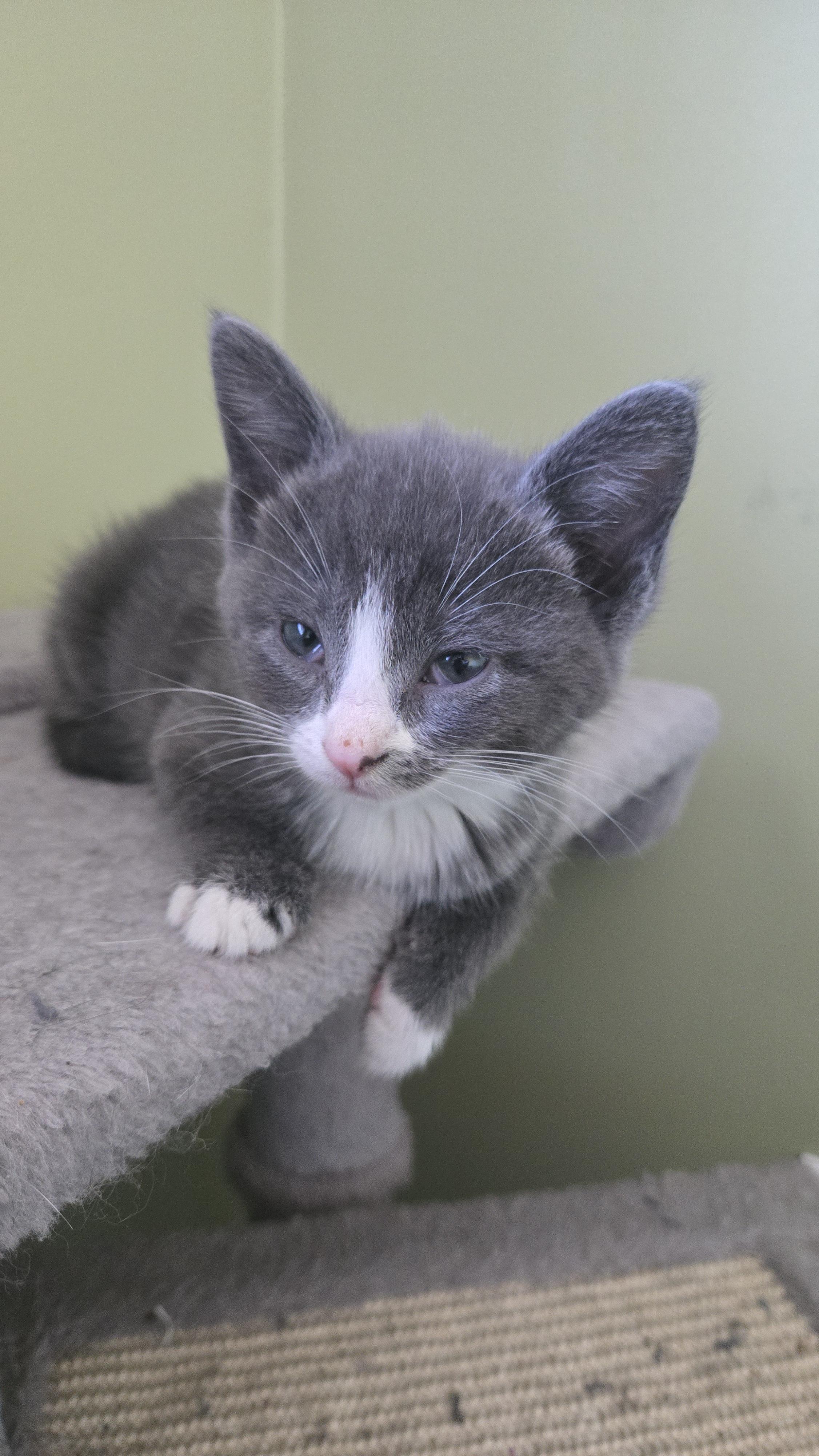Brittany, a Adoptable mixed breed in Kamloops, BC image 2/6