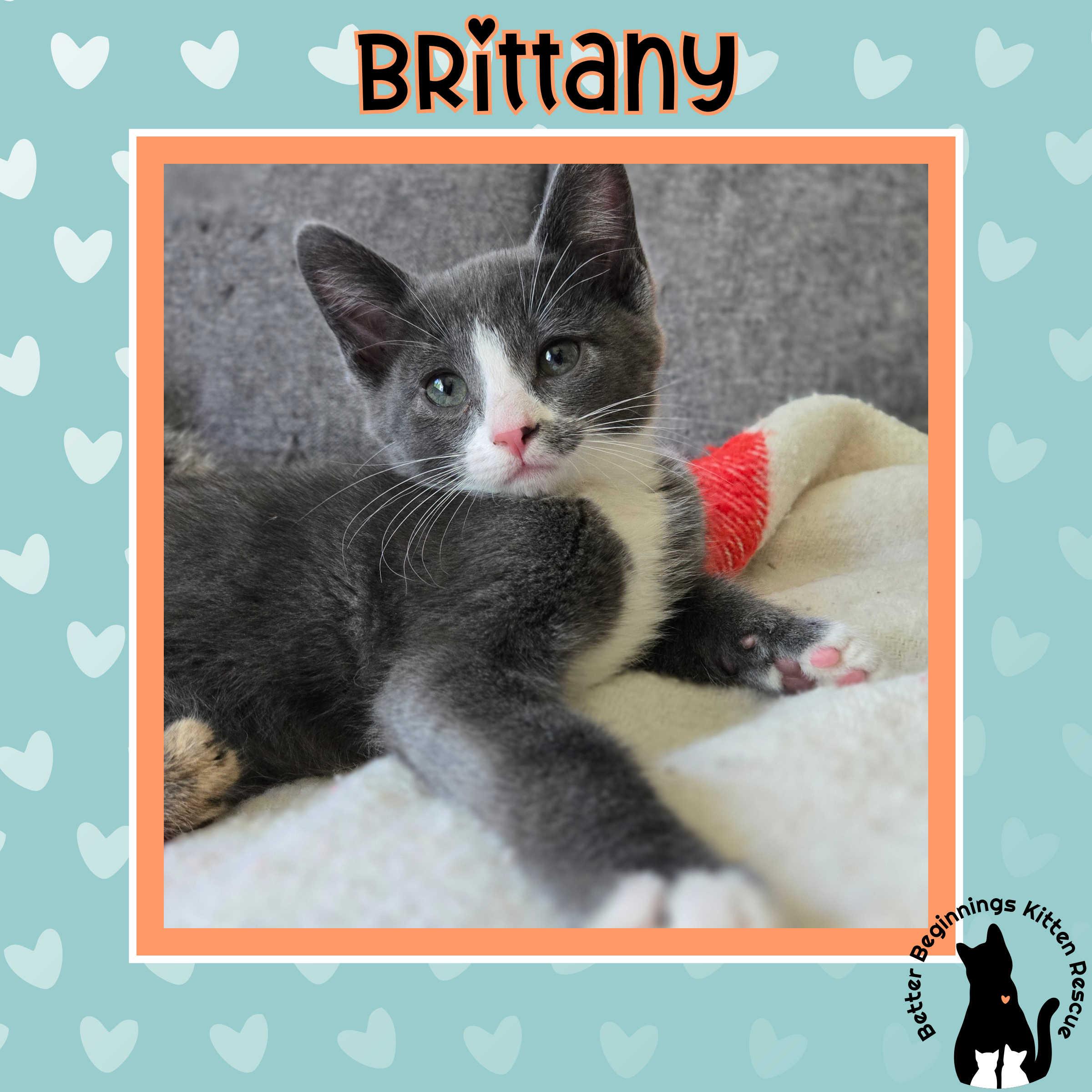 Brittany, a Adoptable mixed breed in Kamloops, BC image 4/6