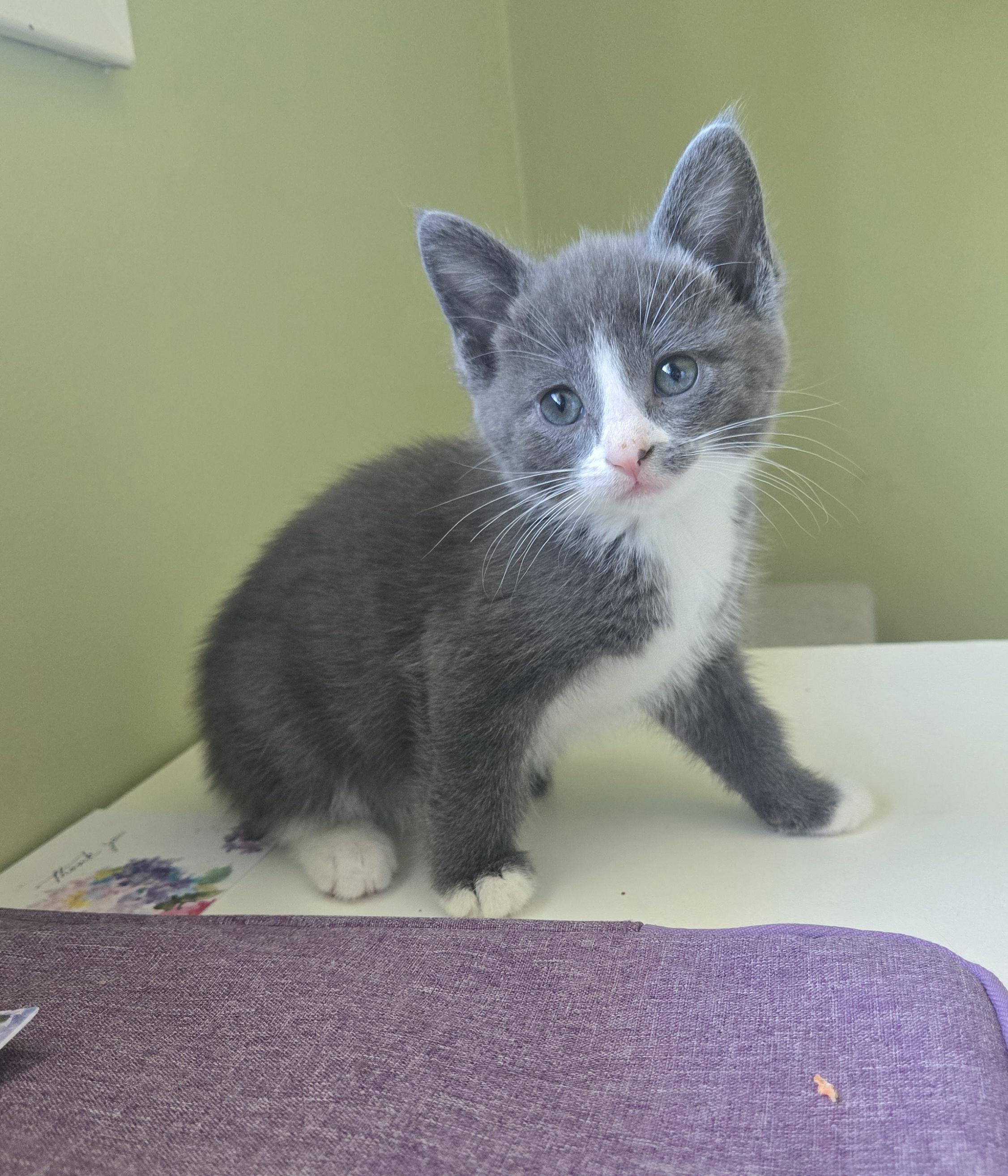 Brittany, a Adoptable mixed breed in Kamloops, BC image 5/6